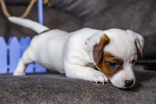 Der Welpe Der Rasse Jack Russell Terrier — Stockfoto