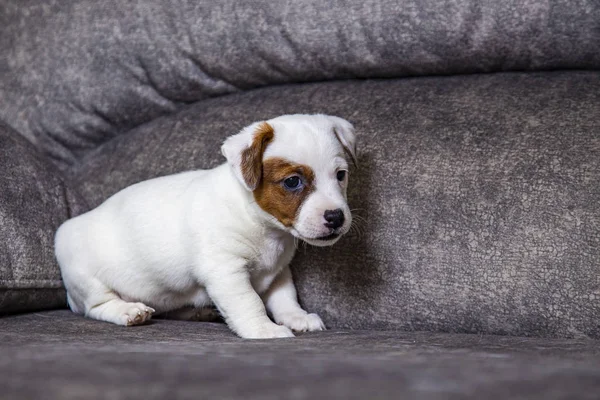 Cachorro Raza Jack Russell Terrier — Foto de Stock