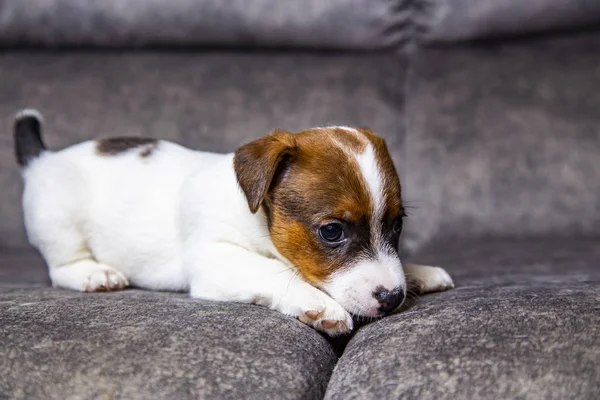 Der Welpe Der Rasse Jack Russell Terrier — Stockfoto