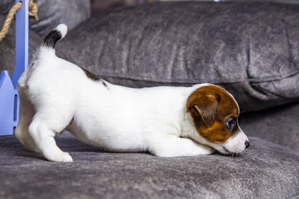 Der Welpe Der Rasse Jack Russell Terrier — Stockfoto