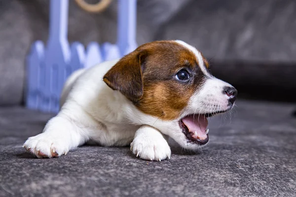 Puppy Breed Jack Russell Terrier Stock Image