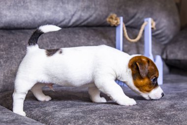 Yavru köpek Jack Russell Terrier