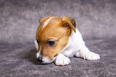 Yavru köpek Jack Russell Terrier