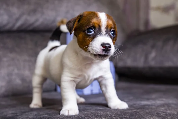 Der Welpe Der Rasse Jack Russell Terrier — Stockfoto