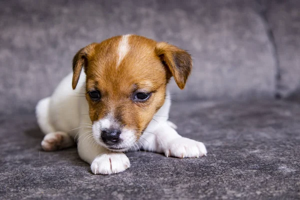 Anak Anjing Dari Jenis Jack Russell Terrier — Stok Foto