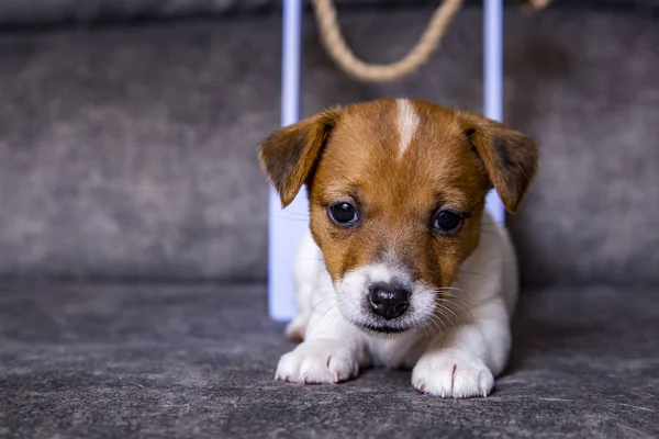 ジャック ラッセル テリアの子犬 — ストック写真