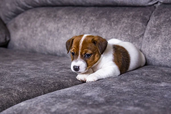 Der Welpe Der Rasse Jack Russell Terrier — Stockfoto