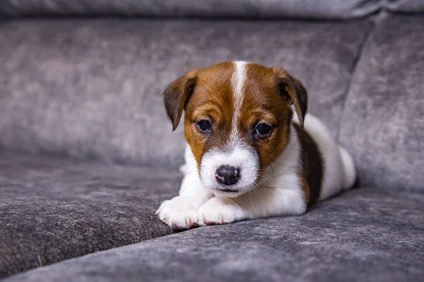 Der Welpe Der Rasse Jack Russell Terrier — Stockfoto