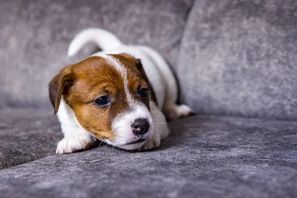 Cucciolo Razza Jack Russell Terrier — Foto Stock