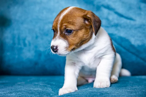 Der Welpe Der Rasse Jack Russell Terrier — Stockfoto