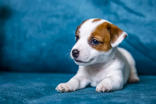 Der Welpe Der Rasse Jack Russell Terrier — Stockfoto