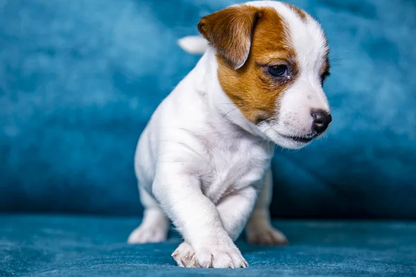 Štěně Plemene Jack Russell Terrier — Stock fotografie