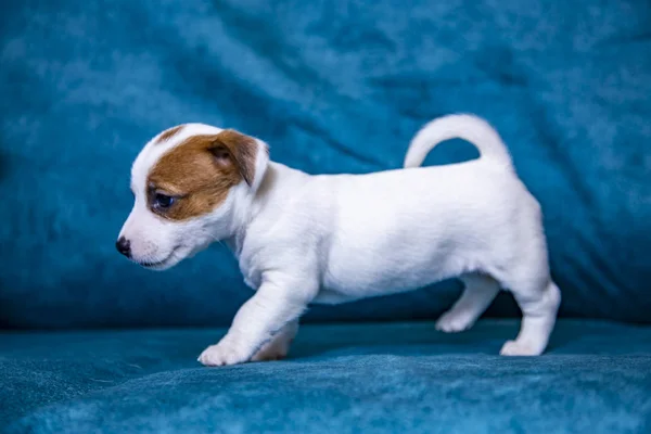 Hvalpen Racen Jack Russell Terrier - Stock-foto