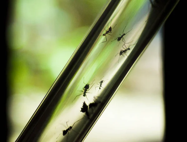 Hormigas Trabajan Vidrio — Foto de Stock