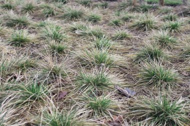 nadir bitkisel otları. çalı. İzolasyon.