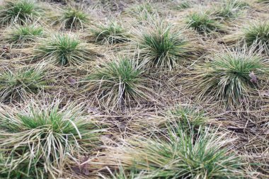 nadir bitkisel otları. çalı. İzolasyon.