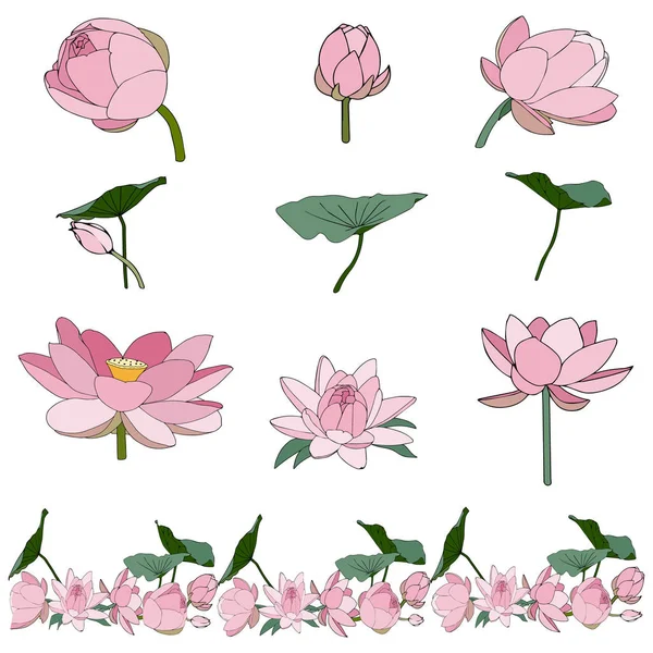 Colección de flores de loto y hojas sobre blanco — Archivo Imágenes Vectoriales