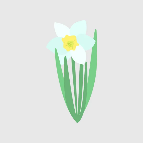 Λευκό λουλούδι Νάρκισσος με πράσινα φύλλα. Ανοιξιάτικα λουλούδια Χειροποίητη βοτανική διανυσματική απεικόνιση. Απομονωμένο λουλούδι ασφόδελου — Διανυσματικό Αρχείο