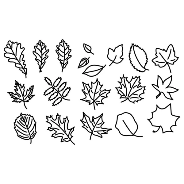 Gran Conjunto Hojas Diferentes Árboles Maple Rowan Linden Otras Plantas — Archivo Imágenes Vectoriales