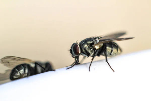 Casa volare sciame Cibo primo piano — Foto Stock