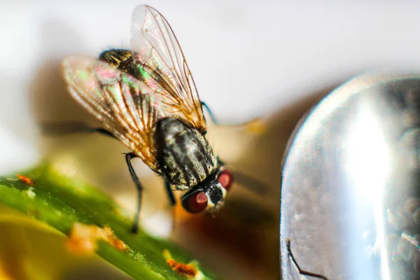 Будинок fly рій їжі Закри — стокове фото