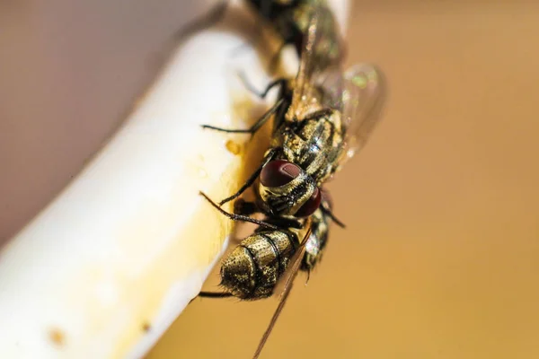 Casa volare sciame Cibo primo piano — Foto Stock