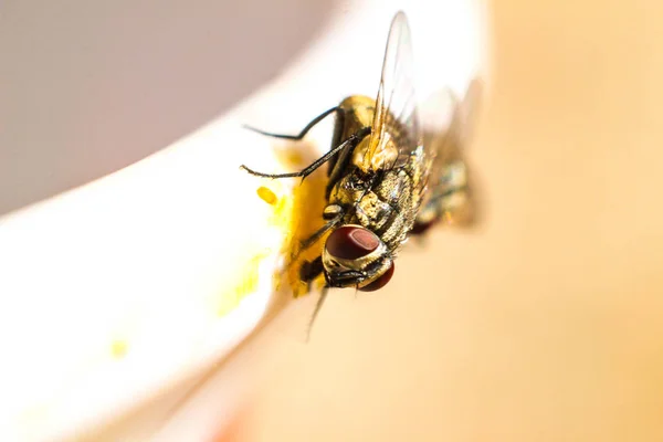 Huset flyga svärm mat närbild — Stockfoto