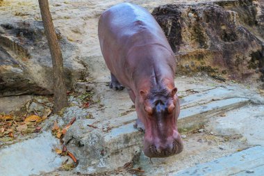 Su aygırı Khonkaen Hayvanat Bahçesi., Tayland. 1 Ocak 2018.