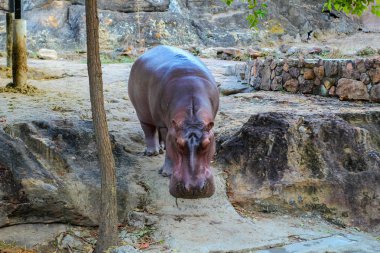 Su aygırı Khonkaen Hayvanat Bahçesi., Tayland. 1 Ocak 2018.