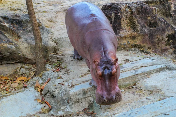 Su aygırı Khonkaen Hayvanat Bahçesi., Tayland. 1 Ocak 2018.