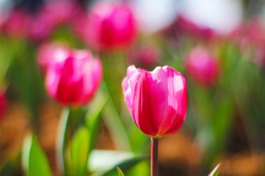 Lale. Lale güzel buket. renkli Lale. laleler s