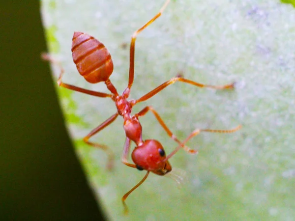 Formiga vermelha do inseto na folha verde — Fotografia de Stock