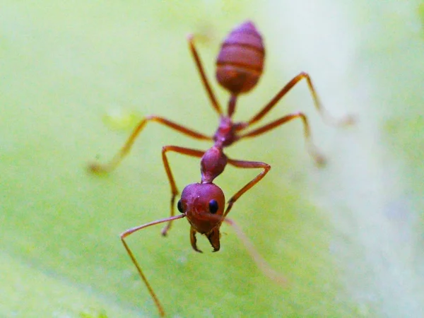 Formiga vermelha do inseto na folha verde — Fotografia de Stock