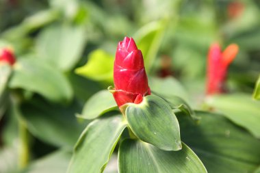 Zencefil çiçek. Bilimsel adı. (costus speciosus)