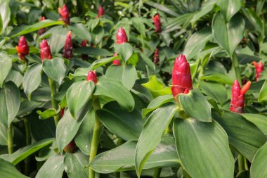 Zencefil çiçek. Bilimsel adı. (costus speciosus)