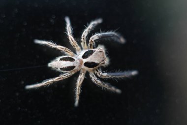 Mocro shot atlama örümcek. Benim ev., 7 Ocak 2018.