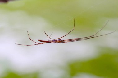 bir su birikintisi grimsi yüzeyinde su Yolgezer. marcro