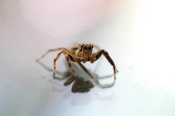 Mocro 거미의 2018 — 스톡 사진