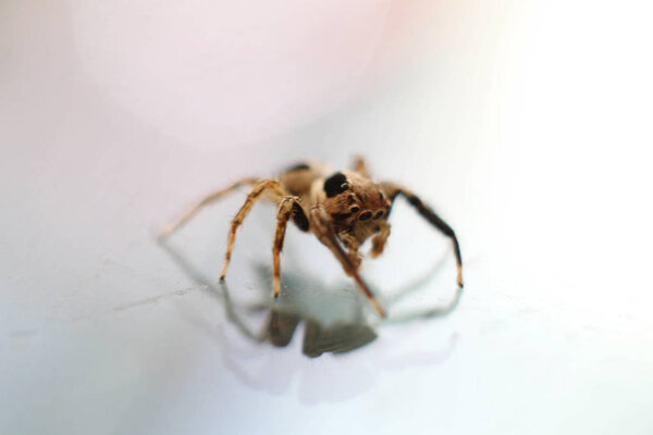 Mocro shot of the jumping spider. On my home., 7 Jan 2018.