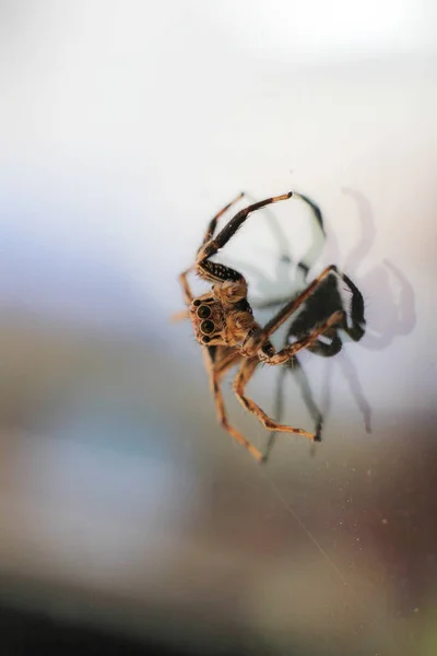 Mocro Împuşcat Păianjen Sărituri Mine Acasă Ian 2018 — Fotografie, imagine de stoc