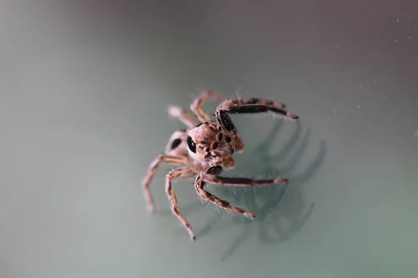 Mocro Împuşcat Păianjen Sărituri Mine Acasă Ian 2018 — Fotografie, imagine de stoc