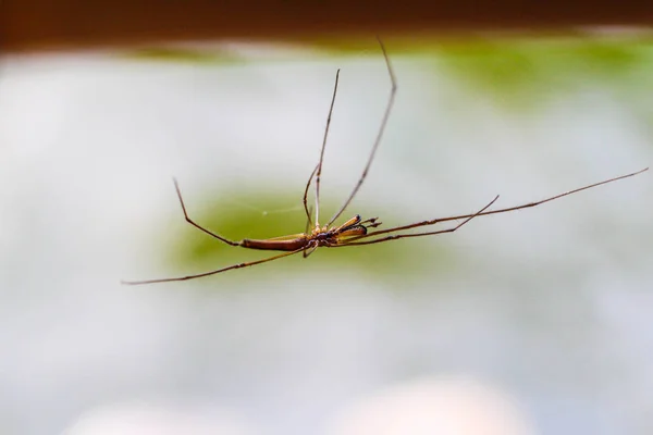 Vatten Strider Damm Gråaktig Yta Marcro — Stockfoto