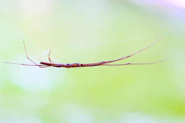 Wasserläufer auf der grauen Oberfläche eines Teiches. marcro — Stockfoto