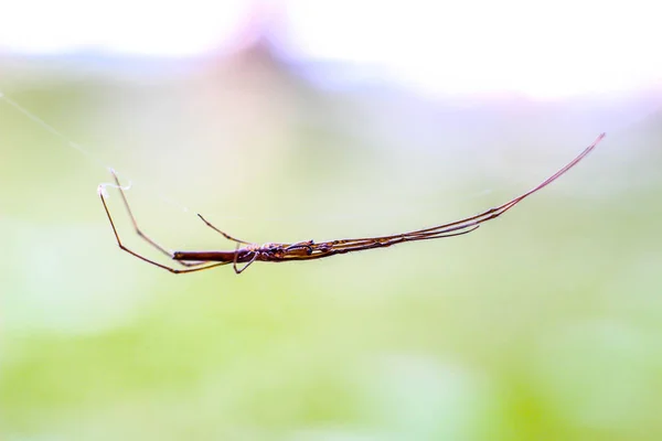 Strider Água Superfície Acinzentada Uma Lagoa Marcro — Fotografia de Stock