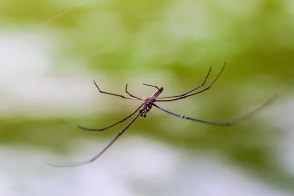 Vatten Strider Damm Gråaktig Yta Marcro — Stockfoto