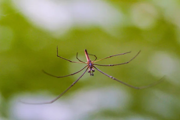 Vatten Strider Damm Gråaktig Yta Marcro — Stockfoto