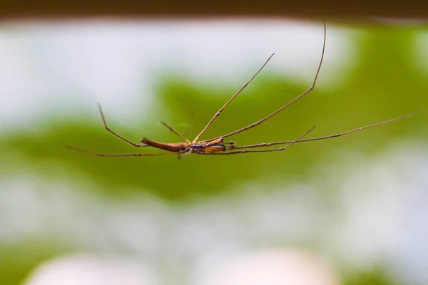 Vatten Strider Damm Gråaktig Yta Marcro — Stockfoto