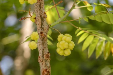 Bektaşi üzümü meyve yıldız. Phyllanthus acidus, Otaheite bilinen