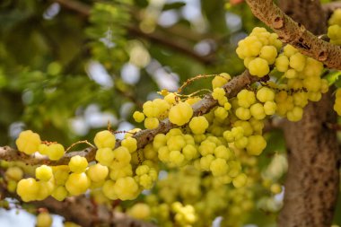 Bektaşi üzümü meyve yıldız. Phyllanthus acidus, Otaheite bilinen