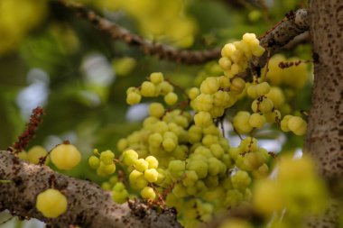 Bektaşi üzümü meyve yıldız. Phyllanthus acidus, Otaheite bilinen